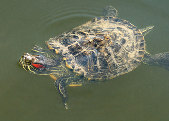 Neuwelt-Sumpfschildkröten (Emydidae) - © Gernot Kunz
